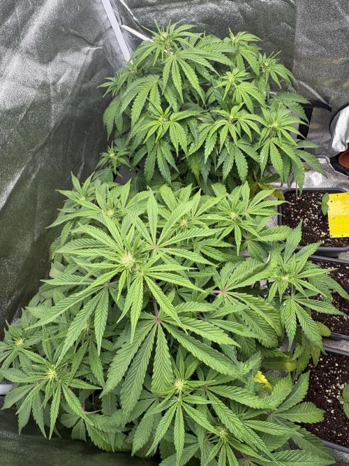 Erdbeere Banane Gelato xl #2. Week 7