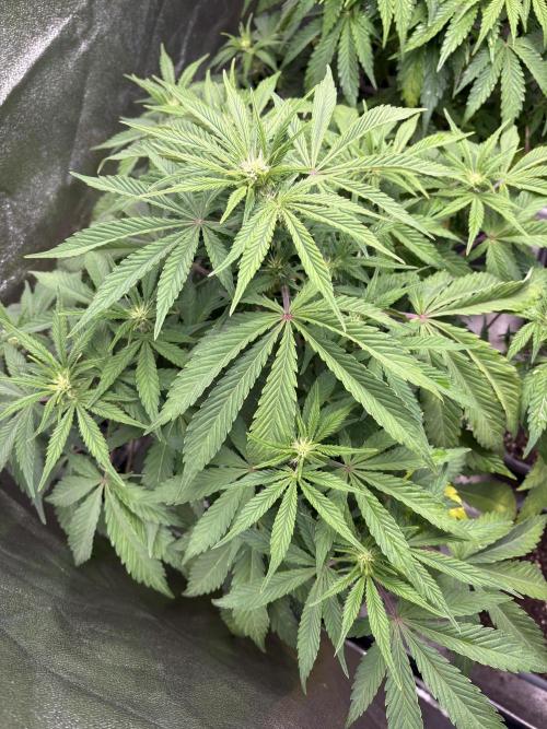 Erdbeere Banane Gelato xl #2. Week 7