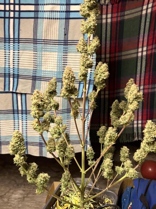 Gelato 🍭Auto #1. Week 11