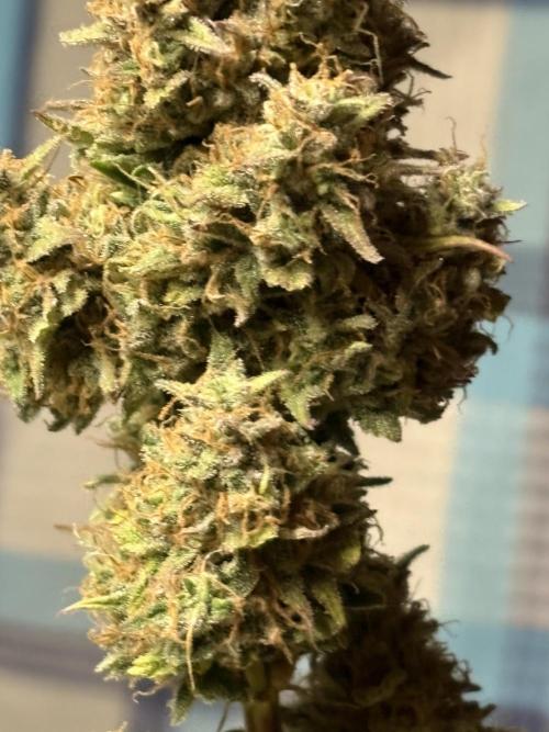 Gelato 🍭Auto #1. Week 11