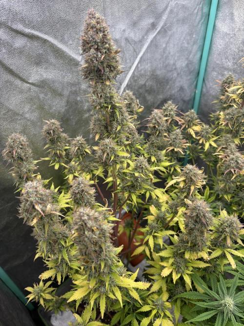 Gelato 🍭Auto #1. Week 11