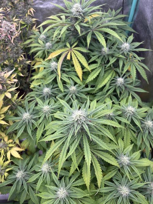 Erdbeere Banane Gelato xl #2. Week 9