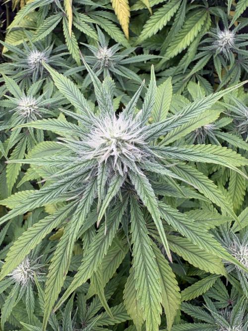 Erdbeere Banane Gelato xl #2. Week 9