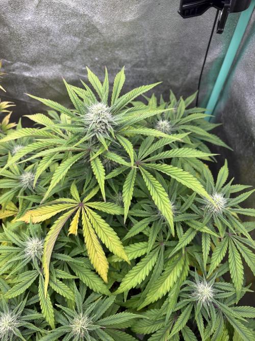 Erdbeere Banane Gelato xl #2. Week 9