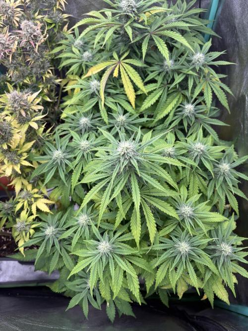 Erdbeere Banane Gelato xl #2. Week 9