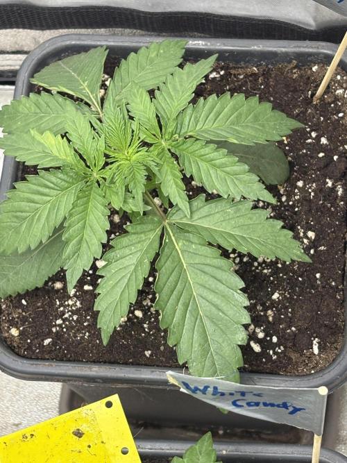 The White Sweet Candy Test Seeds. Week 3