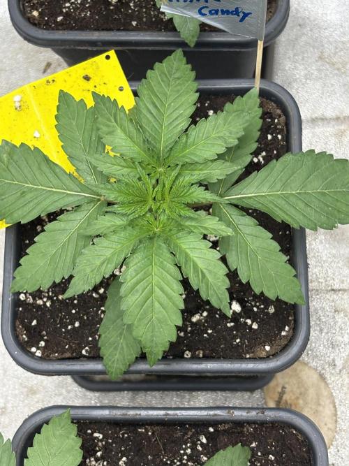The White Sweet Candy Test Seeds. Week 3