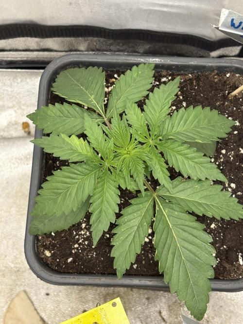 The White Sweet Candy Test Seeds. Week 3