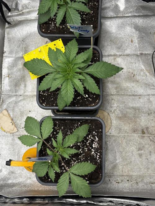 The White Sweet Candy Test Seeds. Week 3