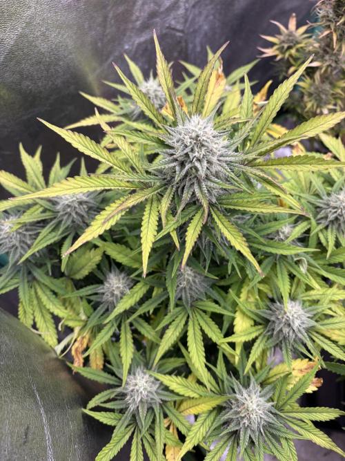 Erdbeere Banane Gelato xl #2. Week 11