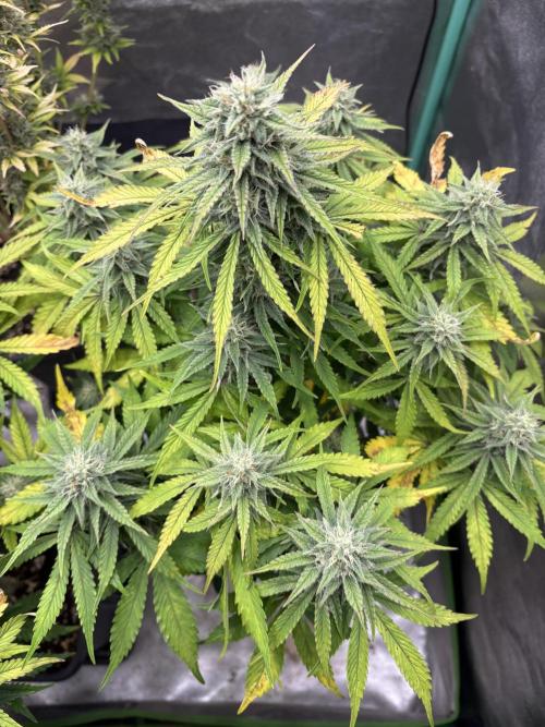 Erdbeere Banane Gelato xl #2. Week 11