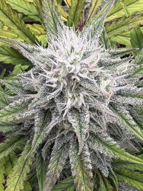 Erdbeere Banane Gelato xl #2. Week 11