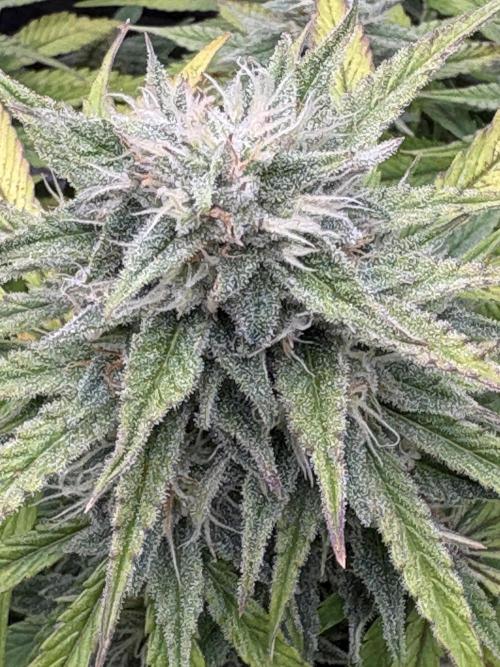 Erdbeere Banane Gelato xl #2. Week 11