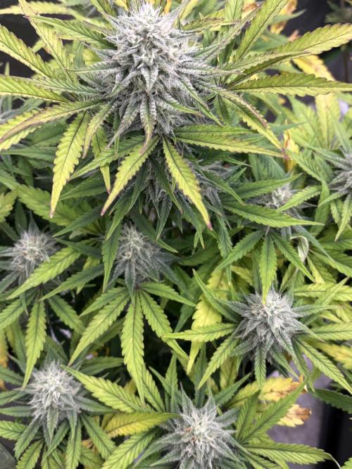 Erdbeere Banane Gelato xl #2. Week 11