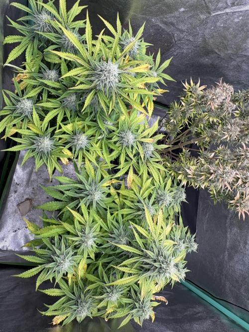 Erdbeere Banane Gelato xl #2. Week 11