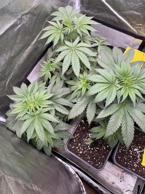 The White Sweet Candy Test Seeds. Week 5