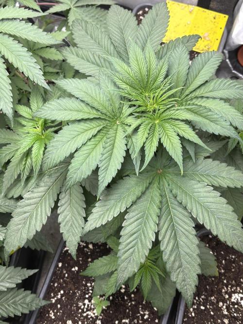 The White Sweet Candy Test Seeds. Week 5