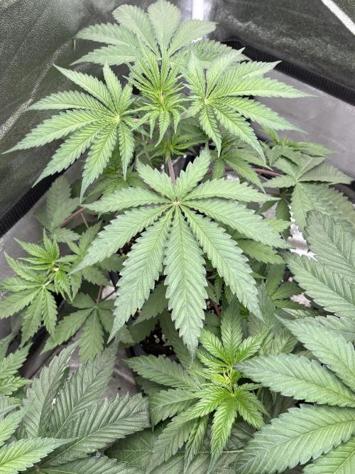 The White Sweet Candy Test Seeds. Week 5