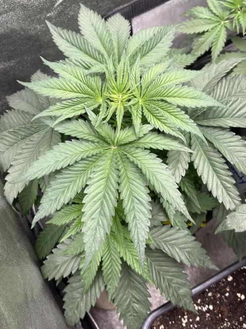 The White Sweet Candy Test Seeds. Week 5