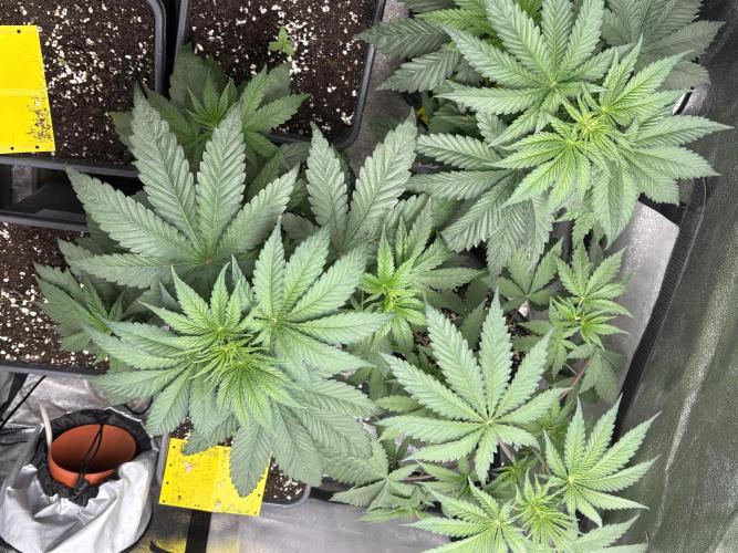 The White Sweet Candy Test Seeds. Week 5
