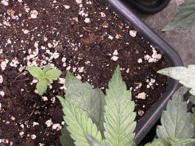 The White Sweet Candy Test Seeds. Week 5
