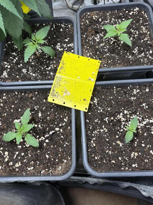 IZI AutoGlue xxl #2. Week 1