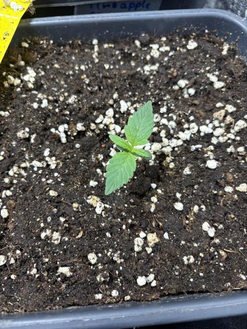 Auto Glue XXL genetics. Week 1
