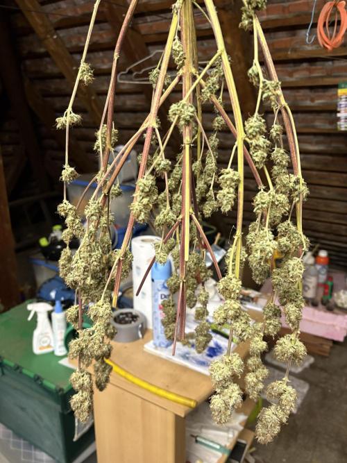IZI Auto Glue xxL. Week 13
