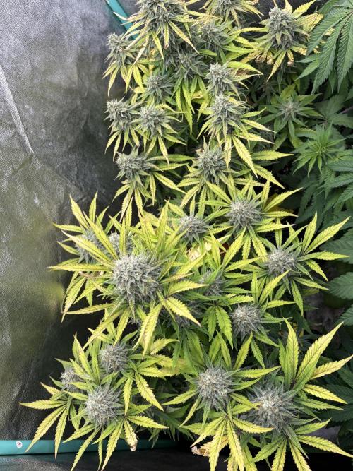 Erdbeere Banane Gelato xl #2. Week 13