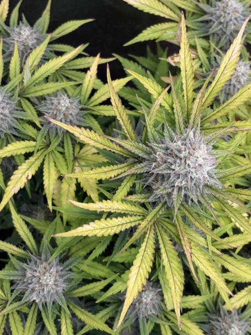 Erdbeere Banane Gelato xl #2. Week 13