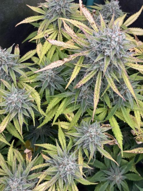 Erdbeere Banane Gelato xl #2. Week 13