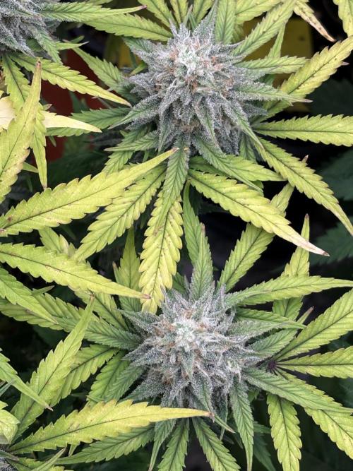 Erdbeere Banane Gelato xl #2. Week 13