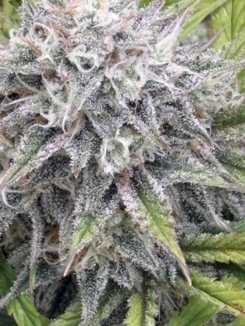 Erdbeere Banane Gelato xl #2. Week 13