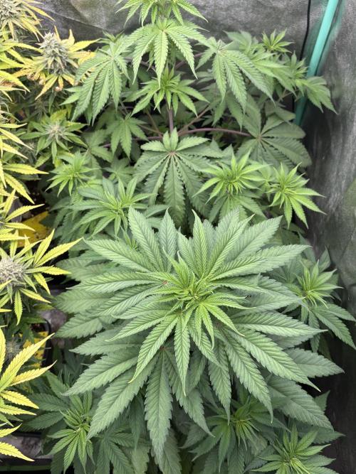 The White Sweet Candy Test Seeds. Week 6