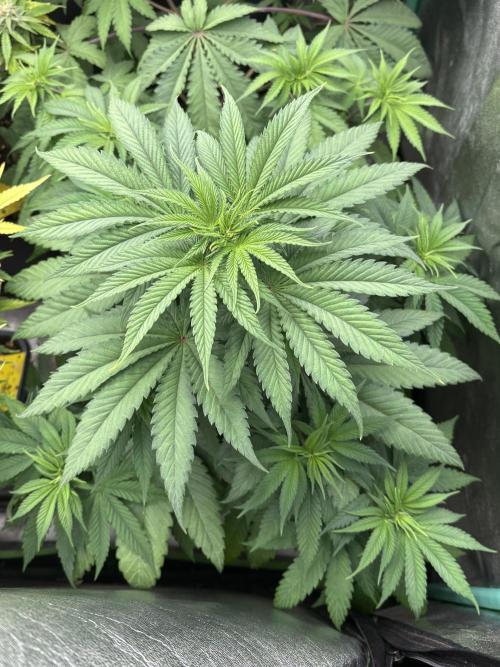 The White Sweet Candy Test Seeds. Week 6
