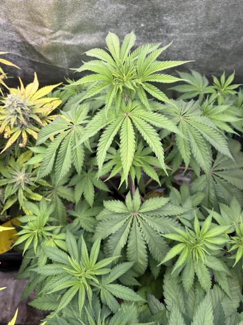 The White Sweet Candy Test Seeds. Week 6