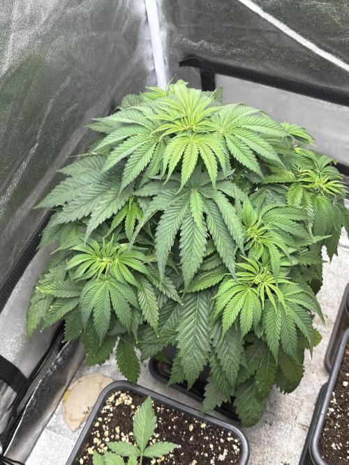 The White Sweet Candy Test Seeds. Week 6
