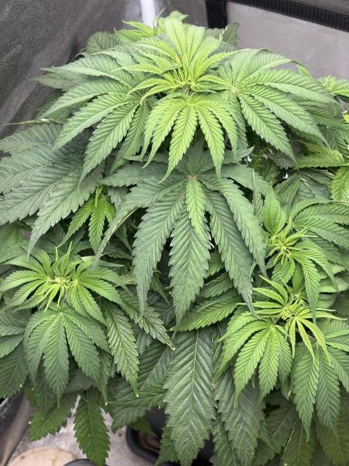The White Sweet Candy Test Seeds. Week 6