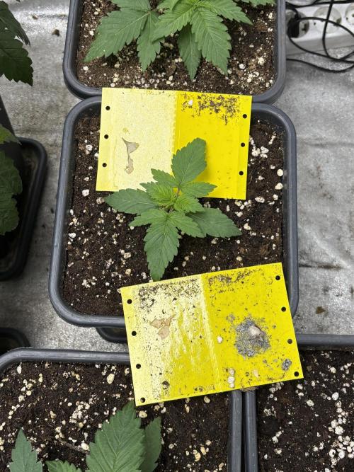 IZI AutoGlue xxl #2. Week 2