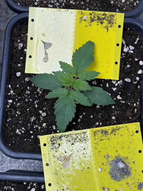 IZI AutoGlue xxl #2. Week 2