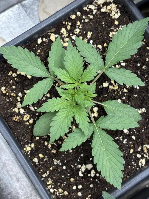 Auto Glue XXL genetics. Week 2