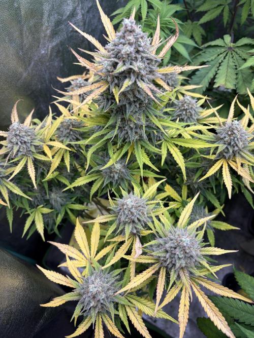 Erdbeere Banane Gelato xl #2. Week 15