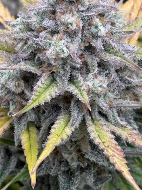 Erdbeere Banane Gelato xl #2. Week 15