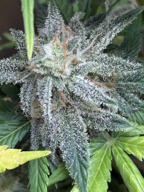 Erdbeere Banane Gelato xl #2. Week 15