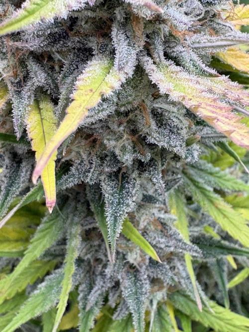 Erdbeere Banane Gelato xl #2. Week 15
