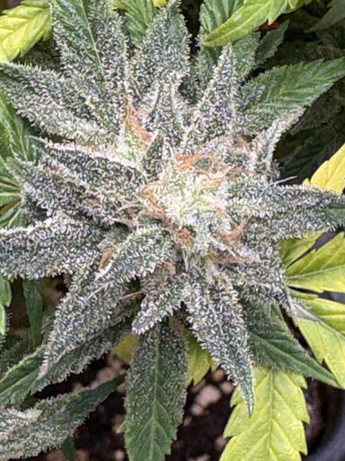 Erdbeere Banane Gelato xl #2. Week 15