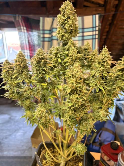 Erdbeere Banane Gelato xl #2. Week 15