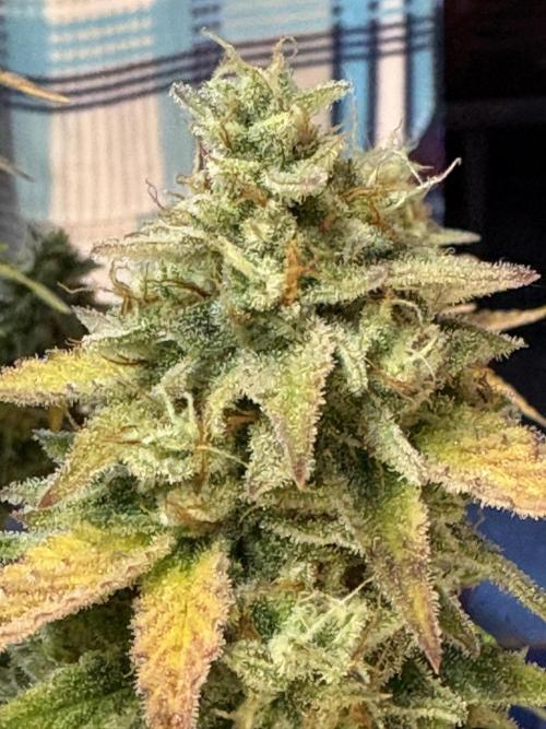 Erdbeere Banane Gelato xl #2. Week 15