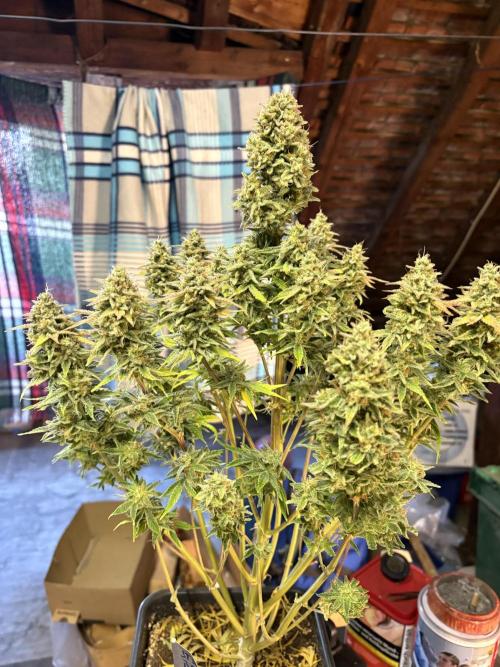 Strawberry Banana Gelato XL Auto. Week 15