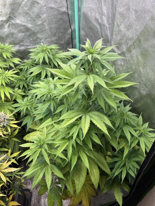 The White Sweet Candy Test Seeds. Week 8